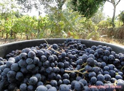 Порт вино - гроздови вина - вино - библиотека - семейна ферма
