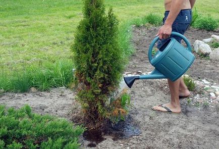 Засаждане и грижи Arborvitae на открито място поливане, торене, резитба