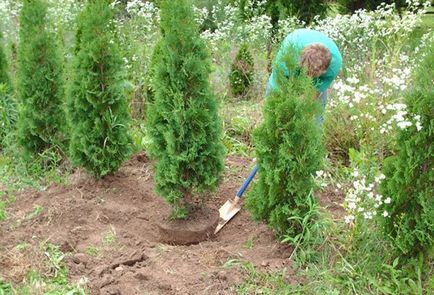 Засаждане и грижи Arborvitae на открито място поливане, торене, резитба