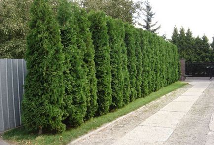 Засаждане и грижи Arborvitae на открито място поливане, торене, резитба