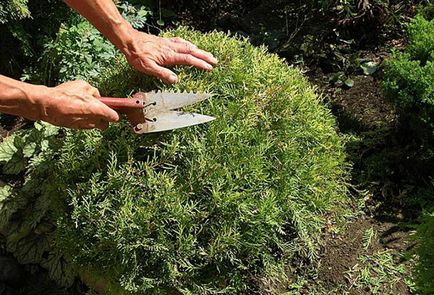 Засаждане и грижи Arborvitae на открито място поливане, торене, резитба