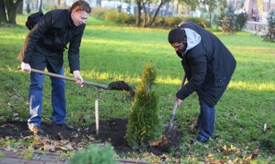 Засаждане и грижи за Tusi в открит терен през пролетта у дома, отколкото да се хранят