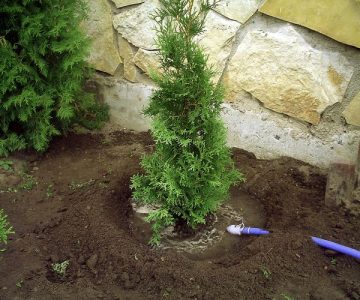 Засаждане и грижи за Tusi в открит терен през пролетта у дома, отколкото да се хранят