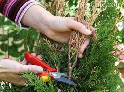 Засаждане Arborvitae пролетта и особено се грижи за нейните съвети майстори градинари