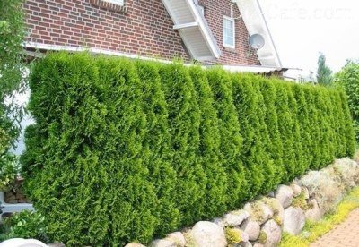 Засаждане Arborvitae пролетта и особено се грижи за нейните съвети майстори градинари