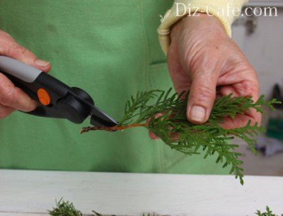 Засаждане Arborvitae пролетта и особено се грижи за нейните съвети майстори градинари