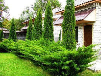 Засаждане Arborvitae пролетта и особено се грижи за нейните съвети майстори градинари