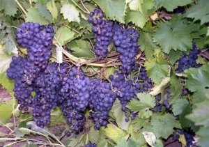 Засаждане на изрезки от грозде през есента - правилното и полезно решение