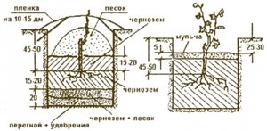 Засаждане на изрезки от грозде през есента - правилното и полезно решение