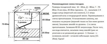 Засаждане на изрезки от грозде през есента - правилното и полезно решение