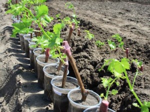 Засаждане на разсад от грозде през пролетта, чрез резници, chibouks у дома