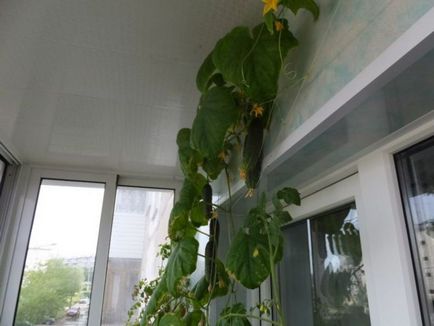 Условия за отглеждане на краставици в дома на прозореца и на балкона