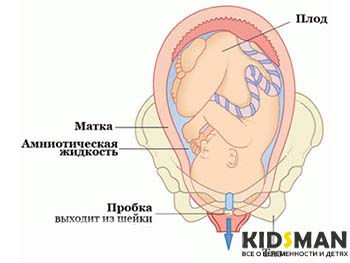 Корк преди доставката като отпадък и външен вид