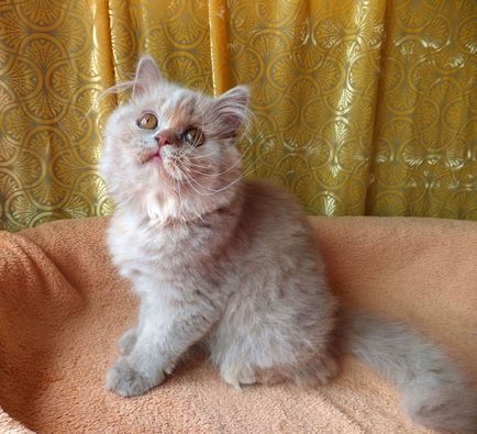 Продажба на котета, котенца за продажба, детска tamakyru