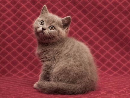 Продажба на котета - развъдник Absolut-добрият