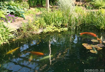 Pond в градината със собствените си ръце