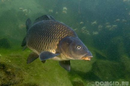 Pond в градината със собствените си ръце