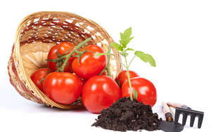 Фиданки на домати в началната засаждане, торене и защита срещу заболяване