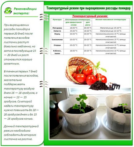 Домати разсад вкъщи, когато растението е да расте, и т.н.