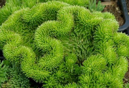 Stonecrop растение - неговите видове и приложение - да са здрави