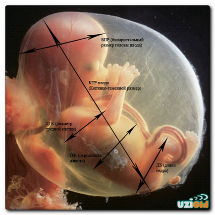 Размерът на плода малкия мозък от седмица