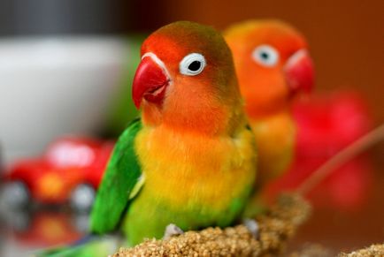 Възпроизвеждането папагали неразделки, нашите птици