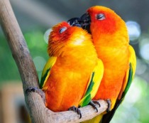 Възпроизвеждането папагали неразделки, нашите птици