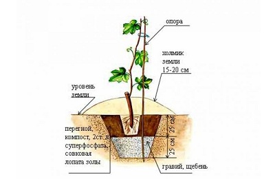 Размножаване чрез резници от грозде, как да растат в дома засаждане и отглеждане