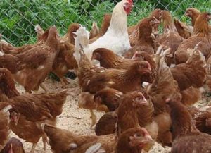Развъждането и отглеждането на кокошките носачки у дома за начинаещи, видео, фото