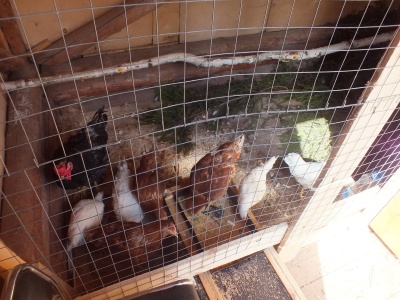 кокошки за разплод