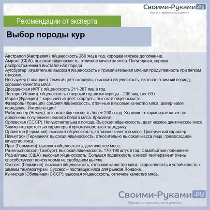 Размножаване на пилета в страната за начинаещи - подробни инструкции!