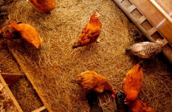 Развъждане на кокошки носачки в страната за продажба на яйца