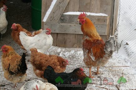 Развъждане на кокошки носачки у дома фото и видео