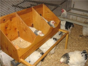 Развъждане пилета у дома