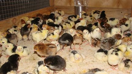 Развъждане пилета у дома за начинаещи като бизнес