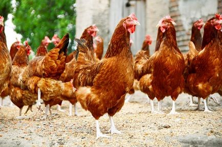 Развъждане пилета у дома за начинаещи бройлери, расте в страната, тъй като