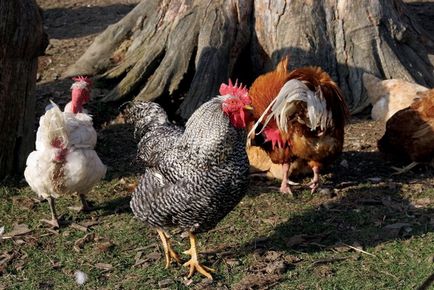 Развъждане пилета у дома за начинаещи бройлери, расте в страната, тъй като