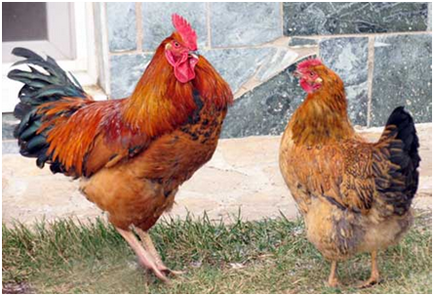 Размножаване на пилета в домашни условия - ръководство за начинаещи
