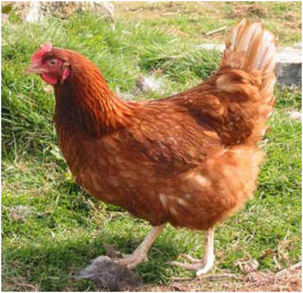 Размножаване на пилета в домашни условия - ръководство за начинаещи