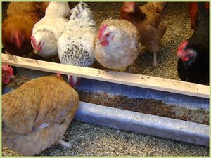 Размножаване на пилета в домашни условия - съвети за начинаещи