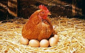 Размножаване на пилета в домашни условия - съвети за начинаещи