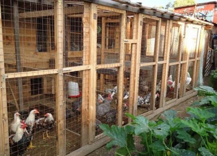 Размножаване на пилета в домашни видео условия, съвети за грижите за начинаещи
