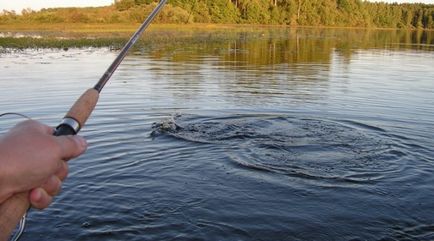 Риболов в езерото какво и как да се хване