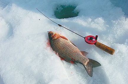 Риболов на шаран езерце на какво е то и как да се подготвите