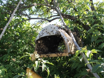 Роене пчелите и пчелните семейства управление риболов и методи за превенция