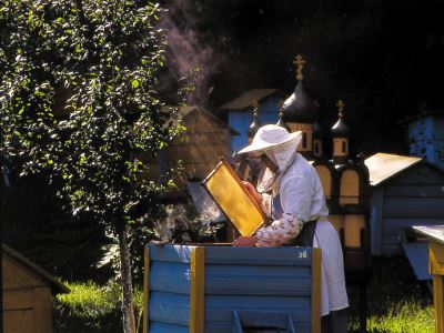 Роене пчелите и пчелните семейства управление риболов и методи за превенция