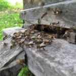 Пълзящи пчели както това се случва