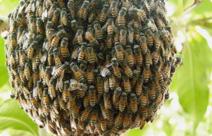 Гъмжеше пчели как да се предотврати неприятности в пчелин (видео)
