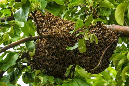Гъмжеше пчели пълзят признаци държавни рояци видове