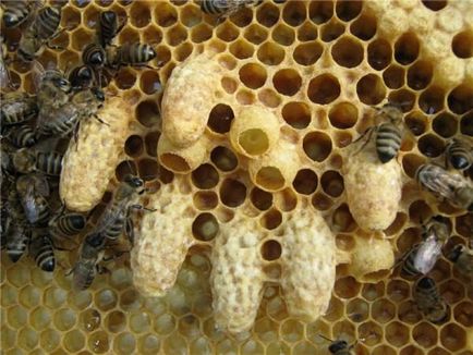 Роене пчелите работят с рояци, знаци, как да се спре, защото и се борят с рояци
